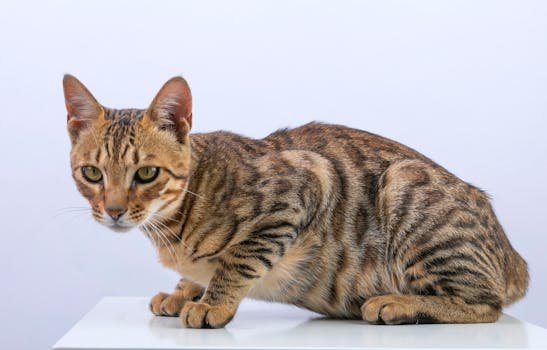 闲置信用卡如何安全处理；注销前必做准备，北京监管部门最新指导，防范常见问题。