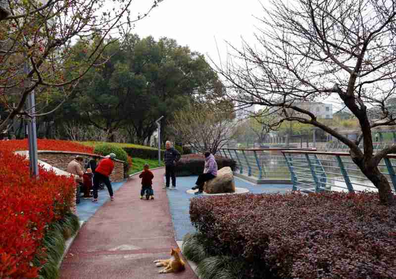 徐汇河道绿化「绣花功夫」全解密：11年老匠人亲述「一河一策」技术底座 文化旅游